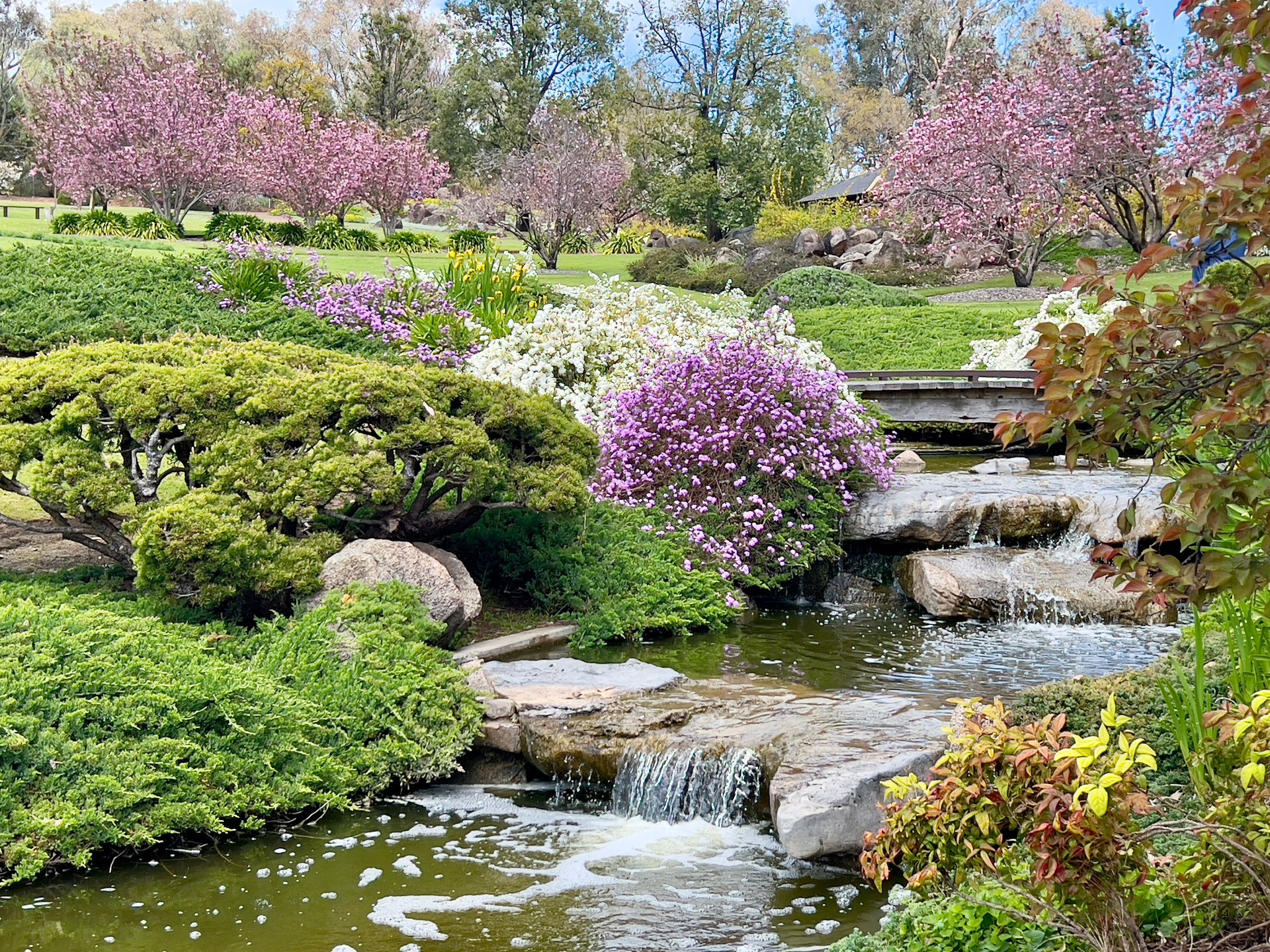 Japanese Garden - Cowra