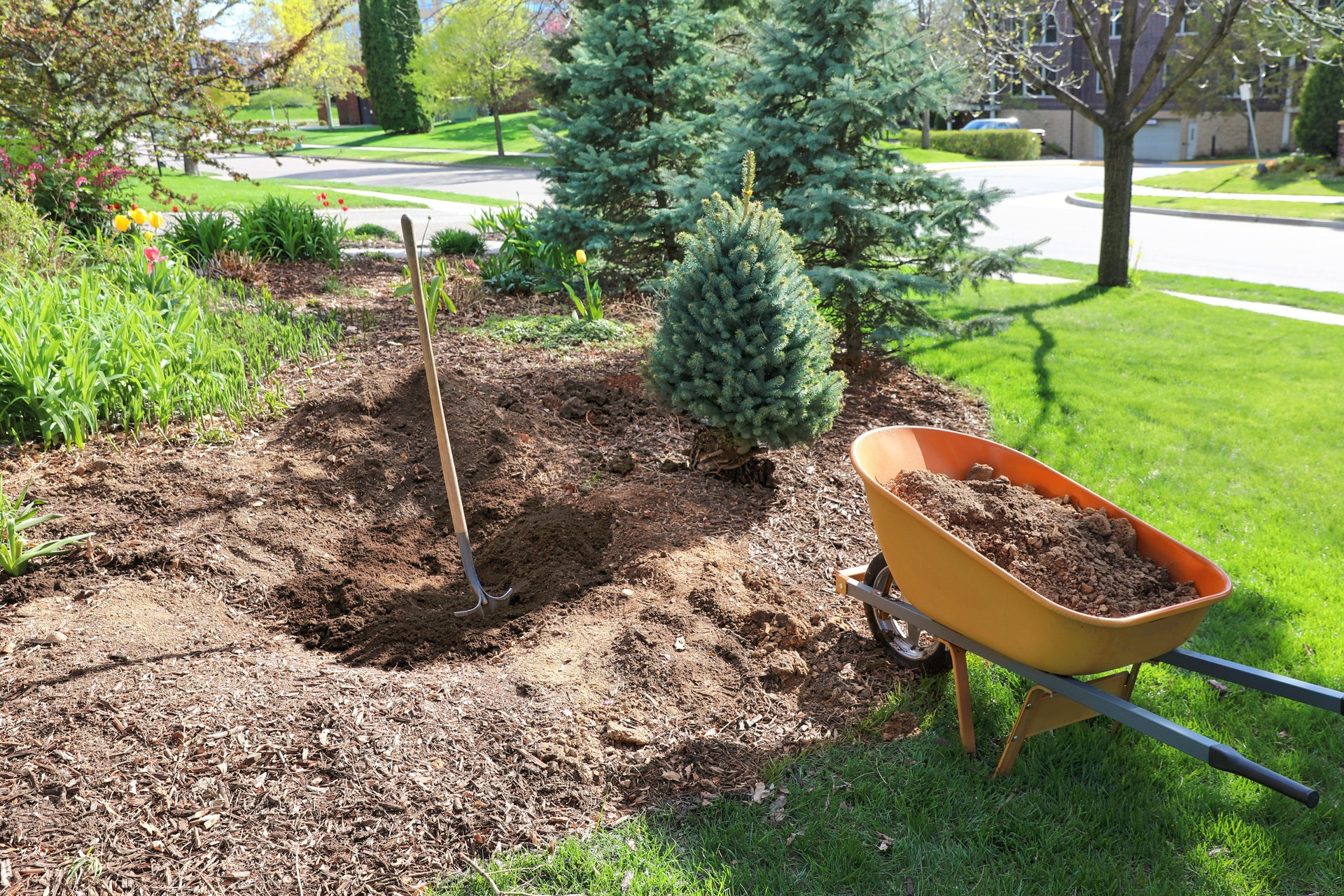 Planting a Spruce tree with hole and shovel